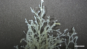  ( - KC-D25-051)  @11 [ ] C (2025) Tara Macdonald Biologica Environmental Services Ltd.