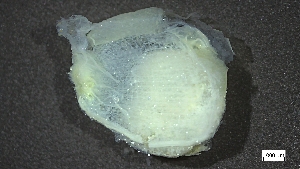  ( - B22-BAM-O004)  @11 [ ] C (2024) Tara Macdonald Biologica Environmental Services Ltd.