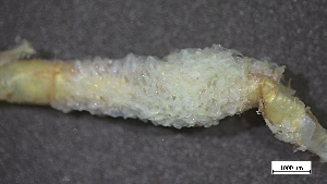  ( - B22-BAM-O008)  @11 [ ] C (2024) Tara Macdonald Biologica Environmental Services Ltd.