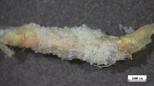  ( - B22-BAM-O008)  @11 [ ] C (2024) Tara Macdonald Biologica Environmental Services Ltd.