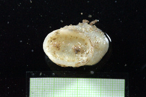  ( - B22-BAM-O018)  @11 [ ] C (2024) Tara Macdonald Biologica Environmental Services Ltd.