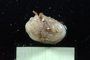  ( - B22-BAM-O018)  @11 [ ] C (2024) Tara Macdonald Biologica Environmental Services Ltd.