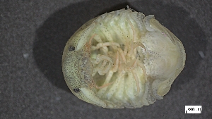  ( - BAM22-DG-A002)  @11 [ ] C (2024) Tara Macdonald Biologica Environmental Services Ltd.