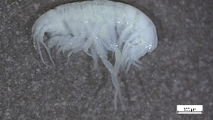  ( - BAM22-IE90-A006)  @11 [ ] C (2024) Tara Macdonald Biologica Environmental Services Ltd.