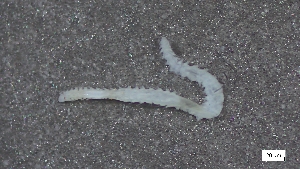  ( - CRD21-M1SE-AN006)  @11 [ ] C (2025) Tara Macdonald Biologica Environmental Services Ltd.