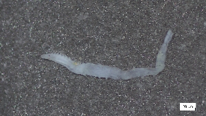  ( - CRD21-M1SE-AN007)  @11 [ ] C (2025) Tara Macdonald Biologica Environmental Services Ltd.