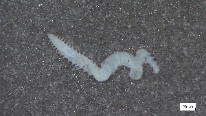  ( - CRD21-M1SE-AN008)  @11 [ ] C (2025) Tara Macdonald Biologica Environmental Services Ltd.