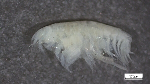  ( - CRD20-MC2E-A017)  @11 [ ] C (2024) Tara Macdonald Biologica Environmental Services Ltd.