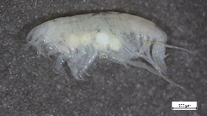  ( - CRD20-MC2E-A018)  @11 [ ] C (2024) Tara Macdonald Biologica Environmental Services Ltd.