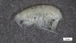  ( - CRD20-MC2E-A019)  @11 [ ] C (2024) Tara Macdonald Biologica Environmental Services Ltd.