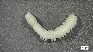  (Nereis procera - CRD20-MC2E-AN015)  @11 [ ] C (2025) Tara Macdonald Biologica Environmental Services Ltd.