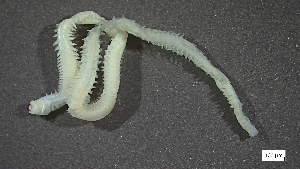  ( - CRD20-MC2E-AN016)  @11 [ ] C (2025) Tara Macdonald Biologica Environmental Services Ltd.