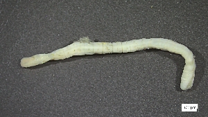  ( - CRD20-MC2E-AN017)  @11 [ ] C (2025) Tara Macdonald Biologica Environmental Services Ltd.