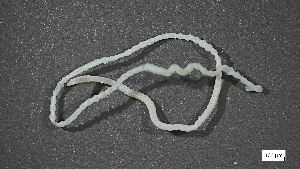  (Drilonereis longa - CRD20-MC2E-AN026)  @11 [ ] C (2025) Tara Macdonald Biologica Environmental Services Ltd.