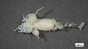  ( - CRD20-MC2E-AN031)  @11 [ ] C (2025) Tara Macdonald Biologica Environmental Services Ltd.