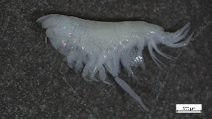  ( - CRD20-MC8SE-A004)  @11 [ ] C (2024) Tara Macdonald Biologica Environmental Services Ltd.