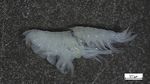  ( - CRD20-MC8SE-A005)  @11 [ ] C (2024) Tara Macdonald Biologica Environmental Services Ltd.