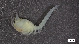  ( - CRD20-MC8SE-A031)  @11 [ ] C (2024) Tara Macdonald Biologica Environmental Services Ltd.