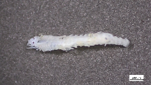  ( - CRD20-MC8SE-AN049)  @11 [ ] C (2025) Tara Macdonald Biologica Environmental Services Ltd.