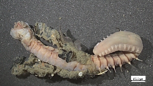  ( - CRD20-MC8SE-AN050)  @11 [ ] C (2025) Tara Macdonald Biologica Environmental Services Ltd.