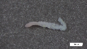  ( - CRD20-MC8SE-AN052)  @11 [ ] C (2025) Tara Macdonald Biologica Environmental Services Ltd.