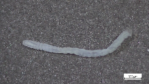  ( - CRD20-MC8SE-AN053)  @11 [ ] C (2025) Tara Macdonald Biologica Environmental Services Ltd.