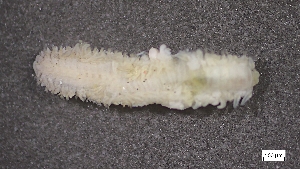  ( - CRD20-MC8SE-AN054)  @11 [ ] C (2025) Tara Macdonald Biologica Environmental Services Ltd.