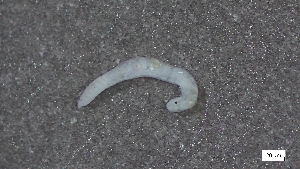  ( - CRD20-MC8SE-AN056)  @11 [ ] C (2025) Tara Macdonald Biologica Environmental Services Ltd.