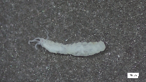  ( - CRD20-MC8SE-AN065)  @11 [ ] C (2025) Tara Macdonald Biologica Environmental Services Ltd.