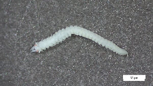  ( - CRD20-MC8SE-AN066)  @11 [ ] C (2025) Tara Macdonald Biologica Environmental Services Ltd.