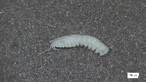  ( - CRD20-MC8SE-AN067)  @11 [ ] C (2025) Tara Macdonald Biologica Environmental Services Ltd.