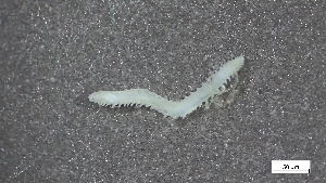  (Sphaerosyllis - CRD20-MC8SE-AN070)  @11 [ ] C (2025) Tara Macdonald Biologica Environmental Services Ltd.