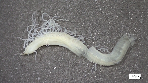  ( - CRD20-MC8SE-AN076)  @11 [ ] C (2025) Tara Macdonald Biologica Environmental Services Ltd.