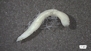  ( - CRD20-MC8SE-AN077)  @11 [ ] C (2025) Tara Macdonald Biologica Environmental Services Ltd.