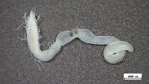  ( - CRD20-MC8SE-AN078)  @11 [ ] C (2025) Tara Macdonald Biologica Environmental Services Ltd.