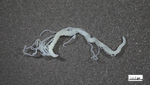  ( - CRD20-MC8SE-AN093)  @11 [ ] C (2025) Tara Macdonald Biologica Environmental Services Ltd.