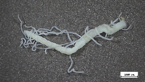  ( - CRD20-MC8SE-AN094)  @11 [ ] C (2025) Tara Macdonald Biologica Environmental Services Ltd.