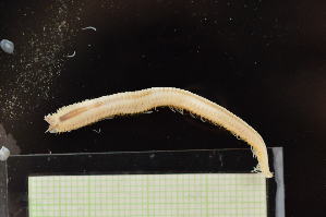  ( - CRD20-MC8SE-AN096)  @11 [ ] C (2025) Tara Macdonald Biologica Environmental Services Ltd.