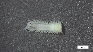  ( - CRD20-MC8SE-AN099)  @11 [ ] C (2025) Tara Macdonald Biologica Environmental Services Ltd.