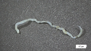  ( - CRD20-MC8SE-AN102)  @11 [ ] C (2025) Tara Macdonald Biologica Environmental Services Ltd.