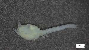  ( - CRD21-MISE-A009)  @11 [ ] C (2024) Tara Macdonald Biologica Environmental Services Ltd.