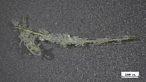  ( - CRD22-002)  @11 [ ] C (2024) Tara Macdonald Biologica Environmental Services Ltd.