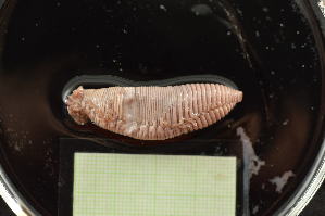  ( - EC22-PG05-AN002)  @11 [ ] C (2025) Tara Macdonald Biologica Environmental Services Ltd.