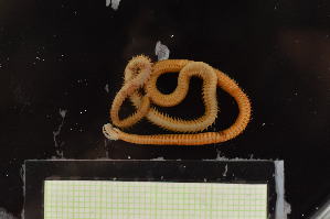  ( - EC22-PG17-AN005)  @11 [ ] C (2025) Tara Macdonald Biologica Environmental Services Ltd.