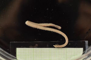  ( - EC22-PG21-AN007)  @11 [ ] C (2025) Tara Macdonald Biologica Environmental Services Ltd.