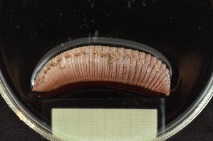  ( - EC22-PG24-AN009)  @11 [ ] C (2025) Tara Macdonald Biologica Environmental Services Ltd.