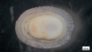 ( - G20-X-M065)  @11 [ ] C (2022) Unspecified Biologica Environmental Services