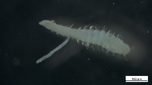  ( - G21-X-P075)  @11 [ ] C (2081) Unspecified Biologica Environmental Services