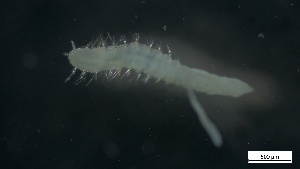  ( - G21-X-P075)  @11 [ ] C (2082) Unspecified Biologica Environmental Services