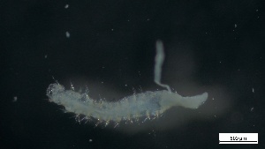  ( - G21-X-P076)  @11 [ ] C (2083) Unspecified Biologica Environmental Services